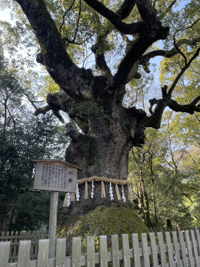 大楠（おおくす）