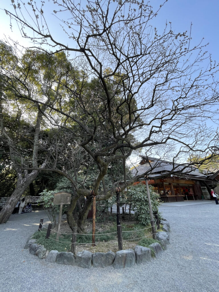 ならずの梅